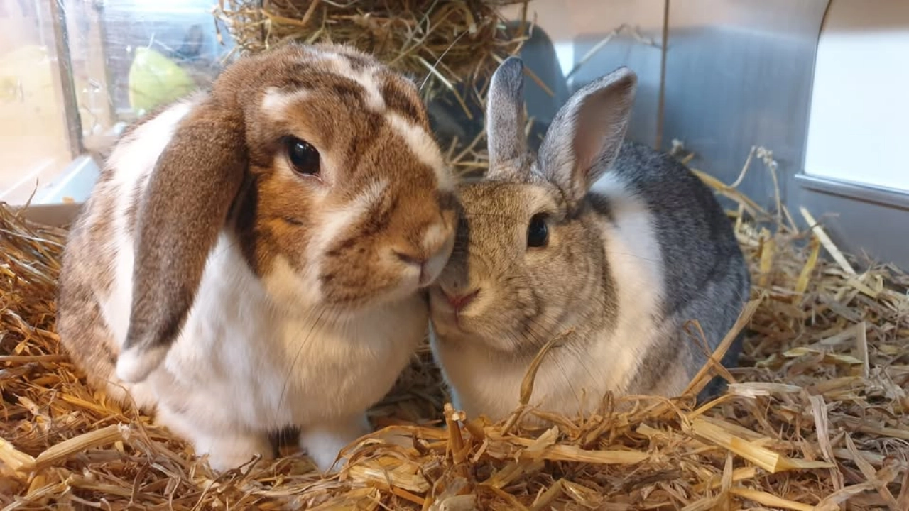 Kom kijken bij het Knaaghof!