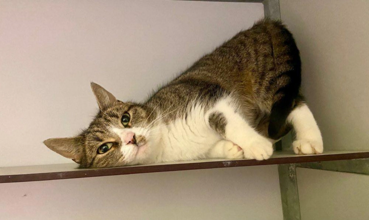 Knuffelkont zoekt gouden mandje