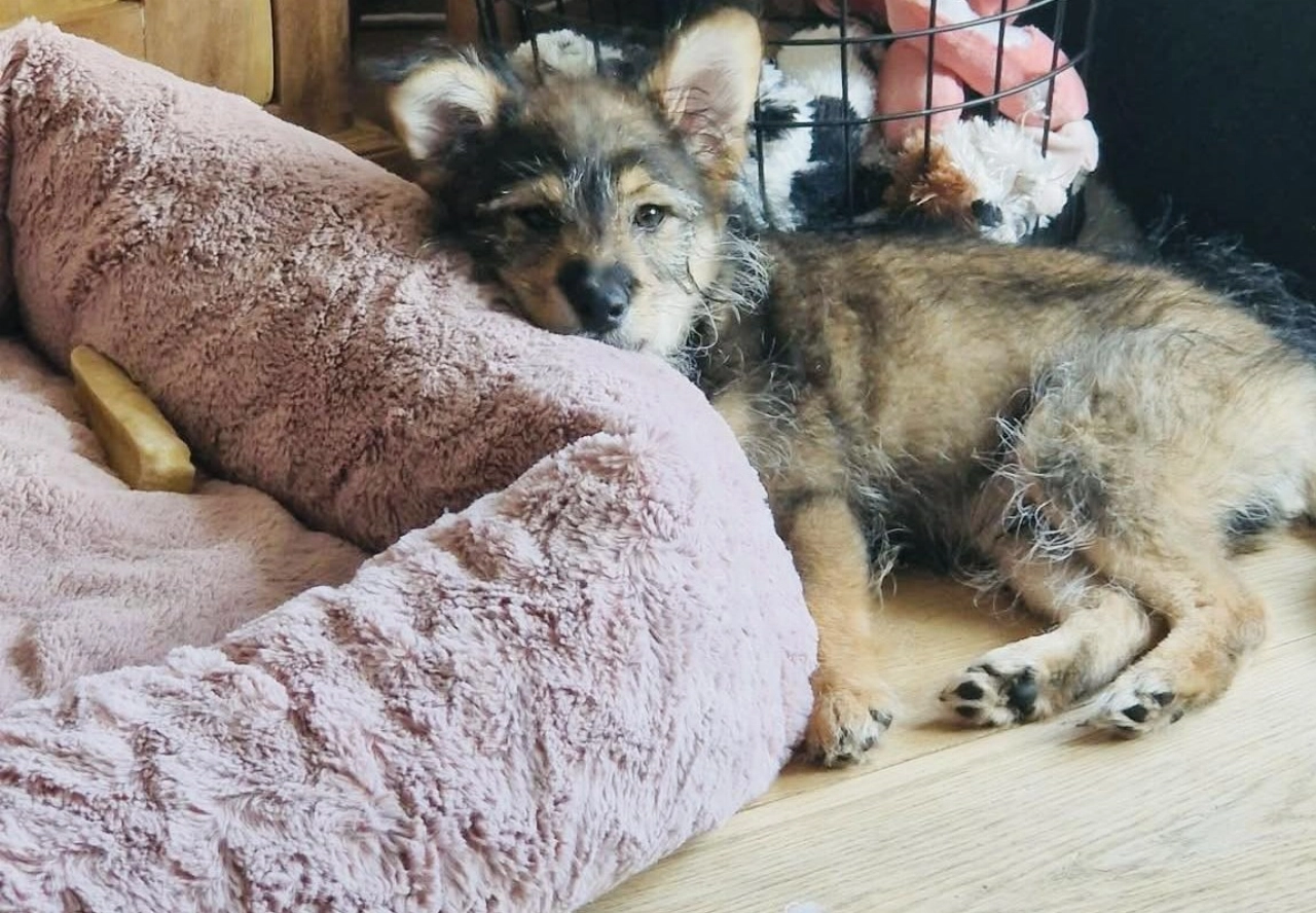 Een fijne plek voor Dolfje Weerwolfje