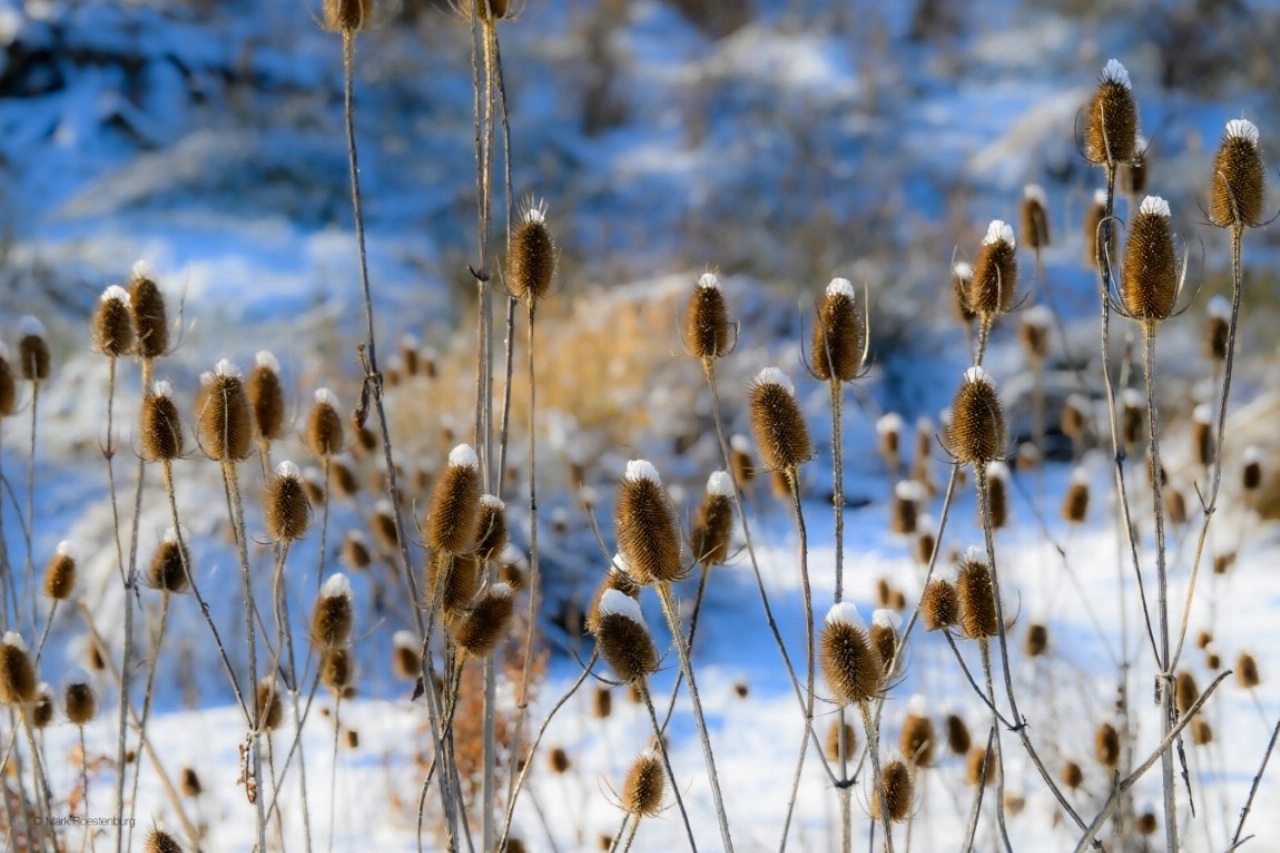 Midwinterwandeling in de Broekpolder