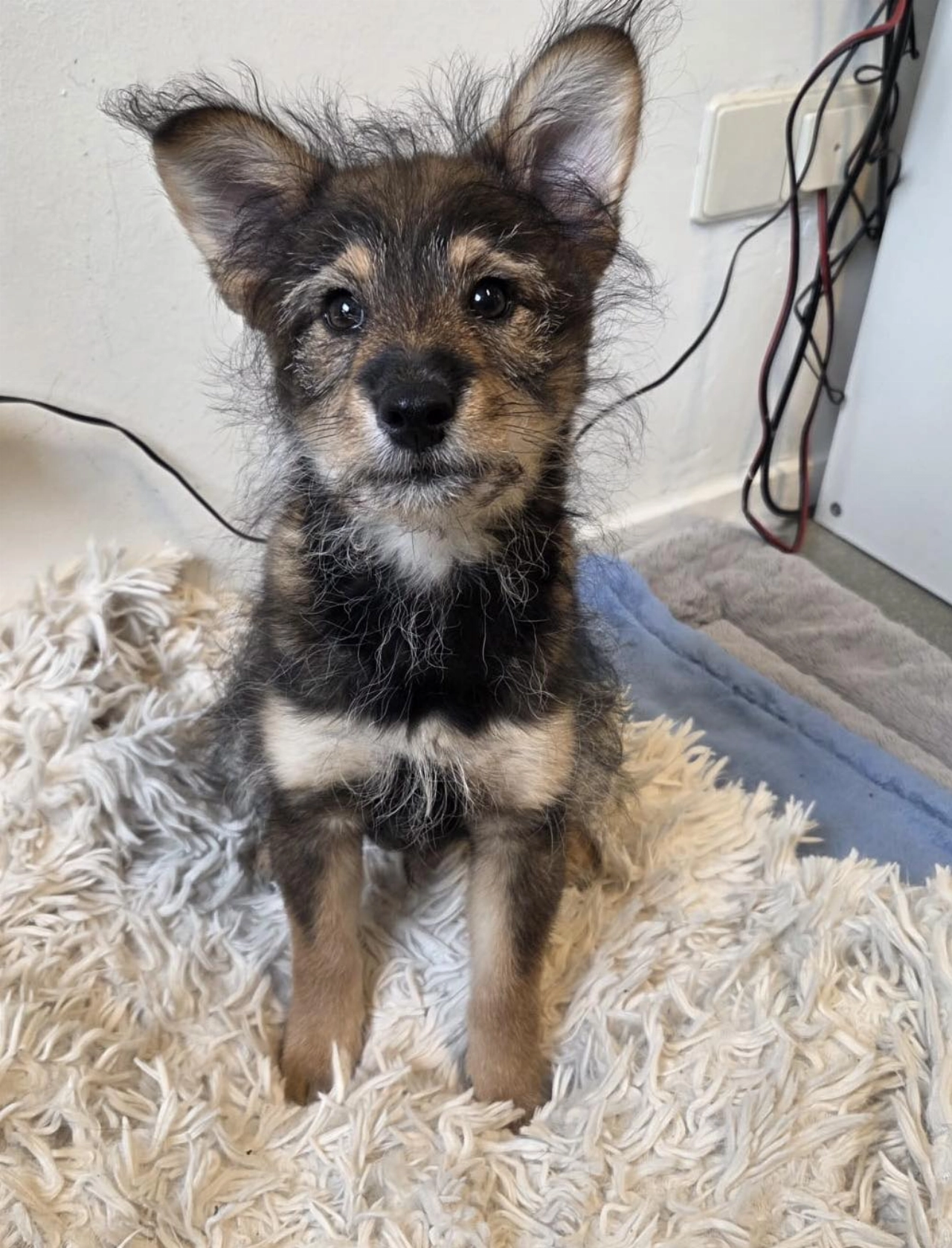 Wie (her)kent deze pup?