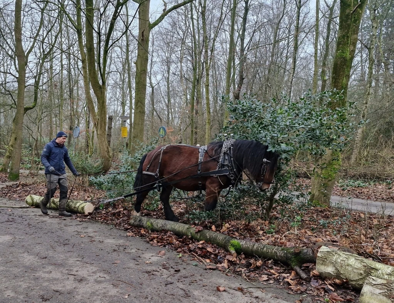 Trekpaarden aan het werk in wijkpark Holy