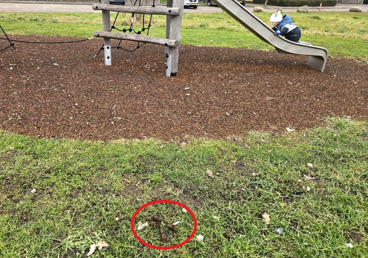 Ingezonden: Ergernis over hondenpoep in wijkpark Babberspolder
