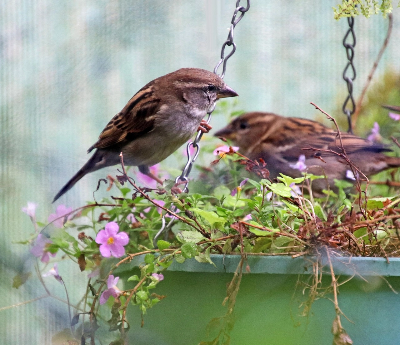 Lezing vogelvriendelijk tuinieren in de bibliotheek