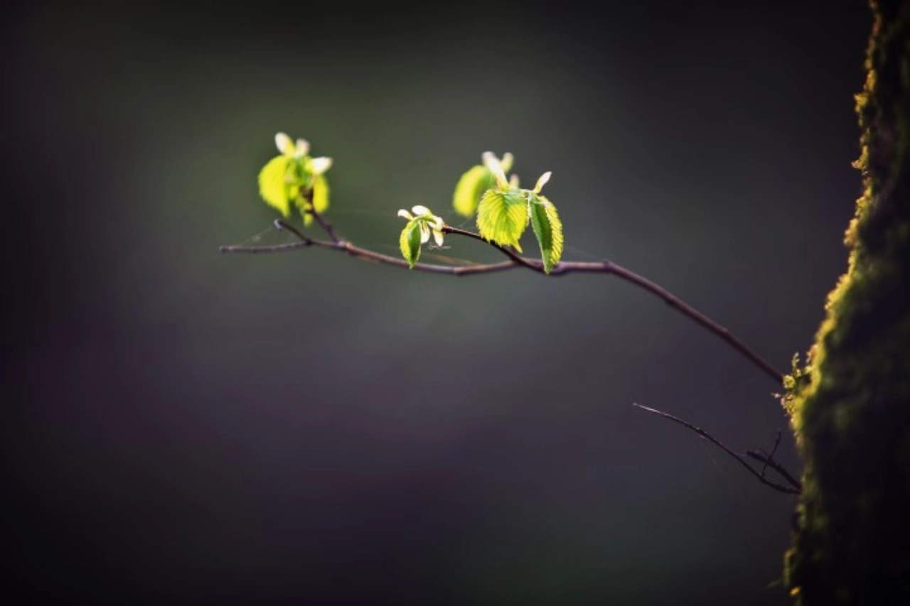 Voorjaarswandeling in de Broekpolder