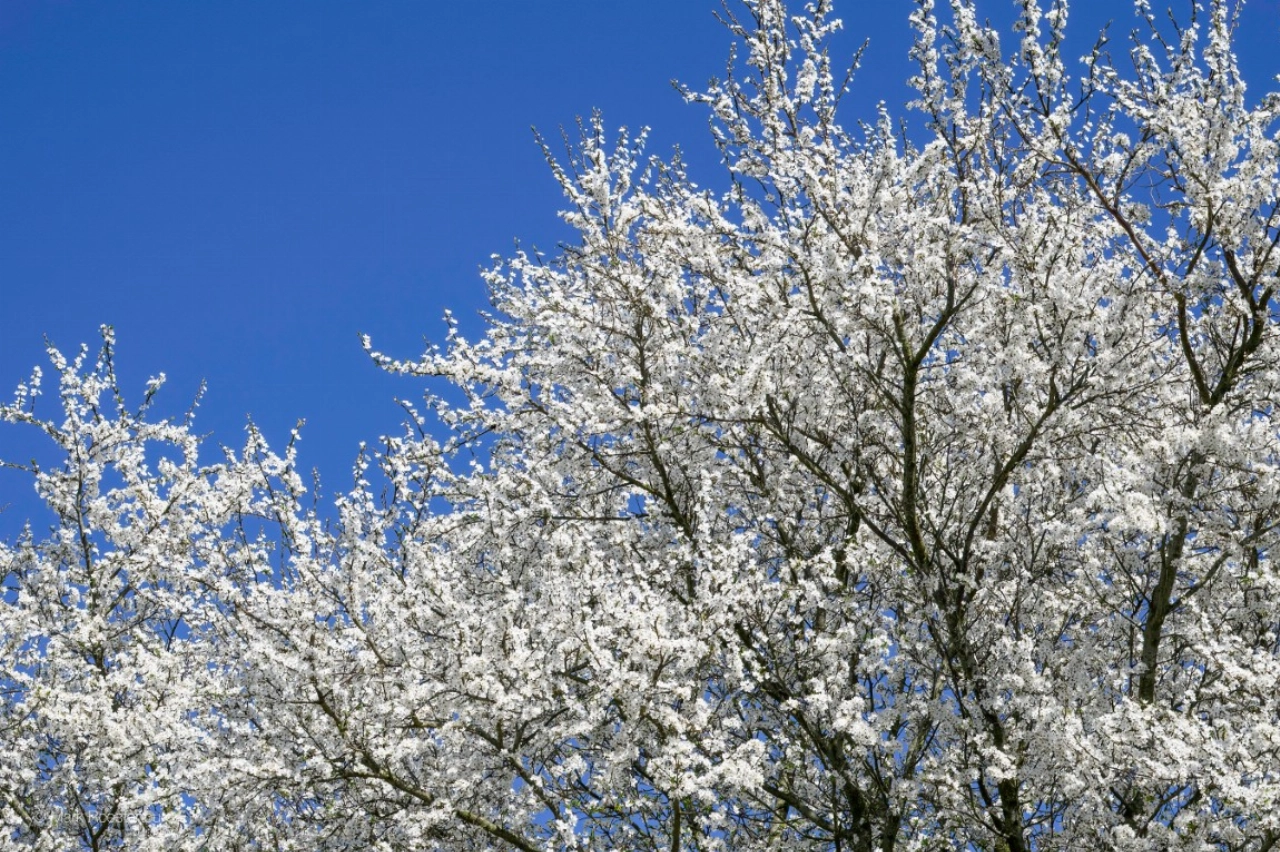 Voorjaarswandelingen met de Broekpoldergidsen