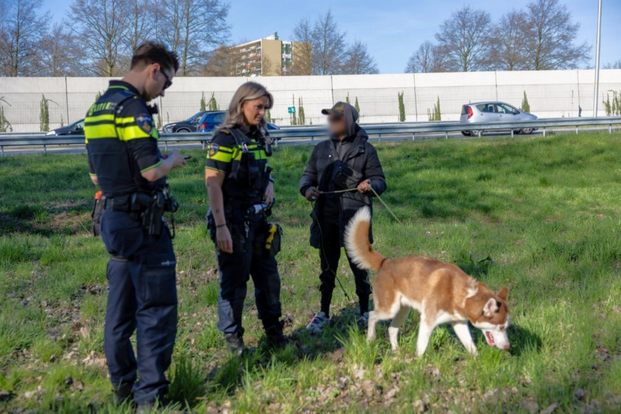 Hond bijt riem door en loopt snelweg op