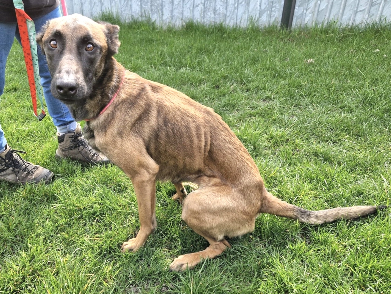 Dierenopvangcentrum Vlaardingen vraagt hulp voor Mechelse herder Julia