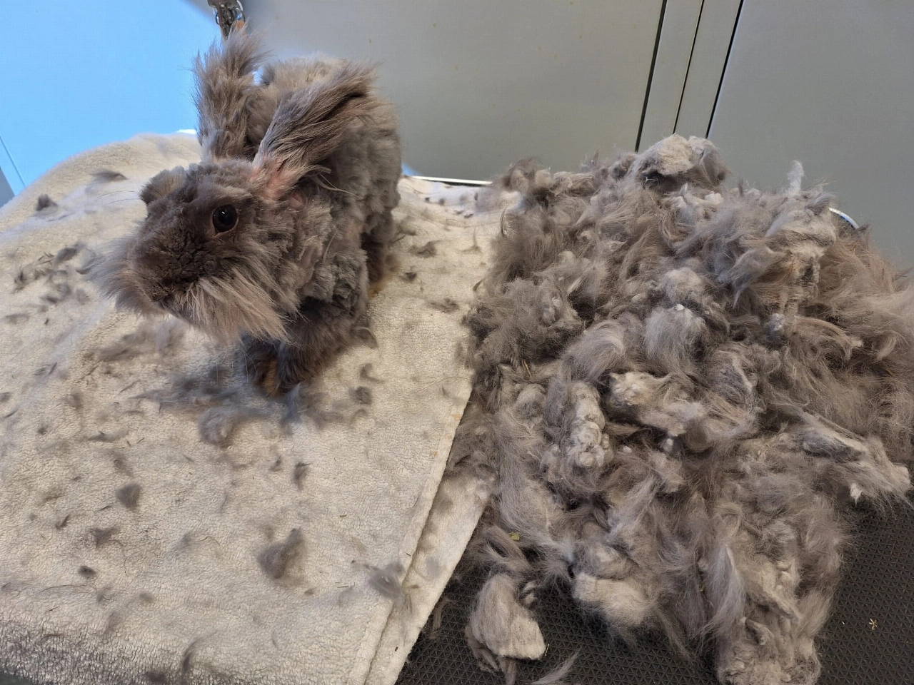 Gedumpte Chinchilla’s en andere bijzondere gasten bij Dierenopvangcentrum