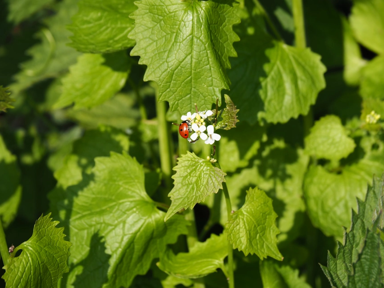 Rondleiding in Voedselbos Vlaardingen