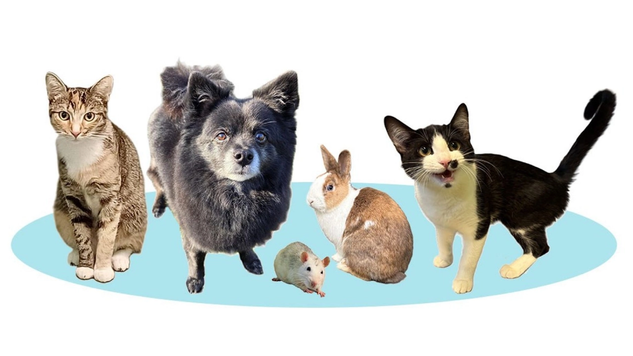 Open dag op 12 april bij Dierenopvangcentrum Vlaardingen