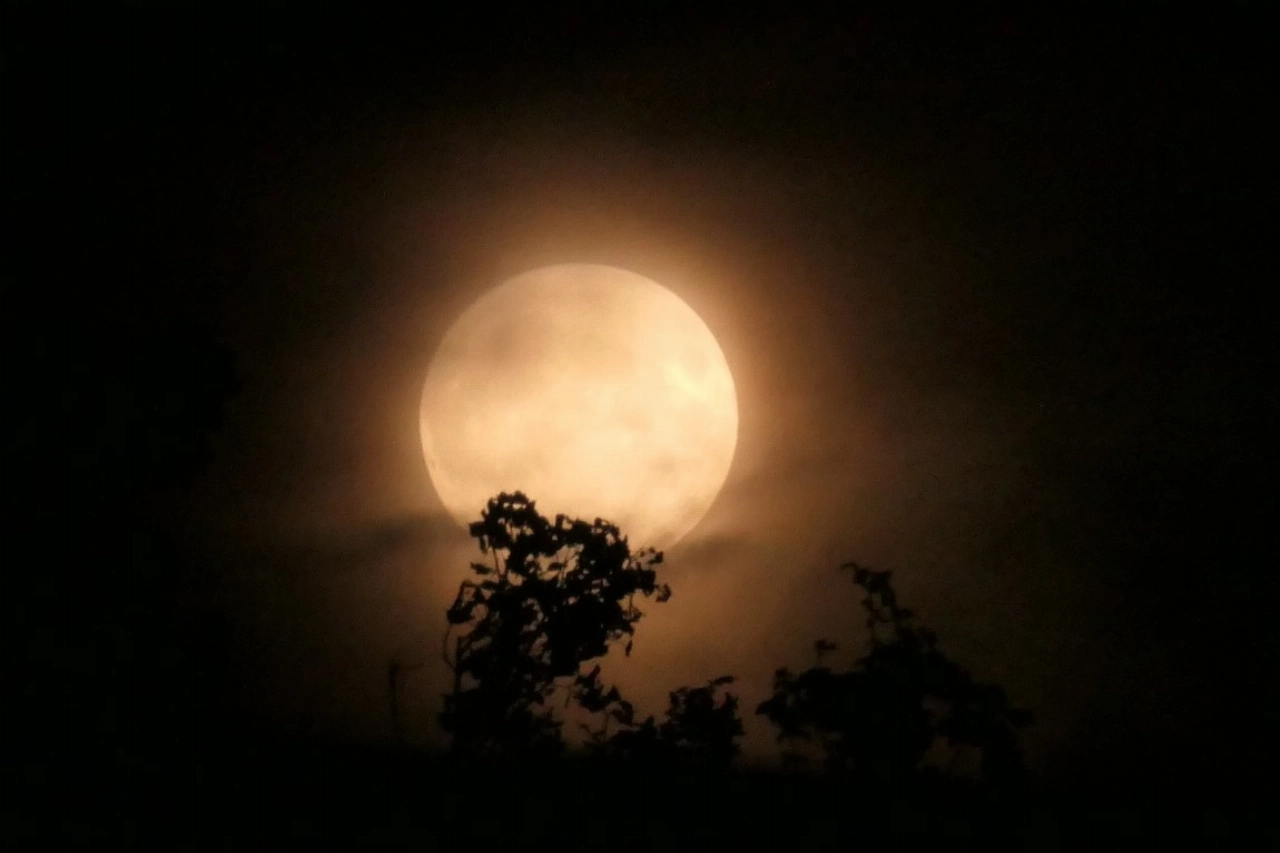 Vollemaan en vleermuizenwandeling in de Broekpolder