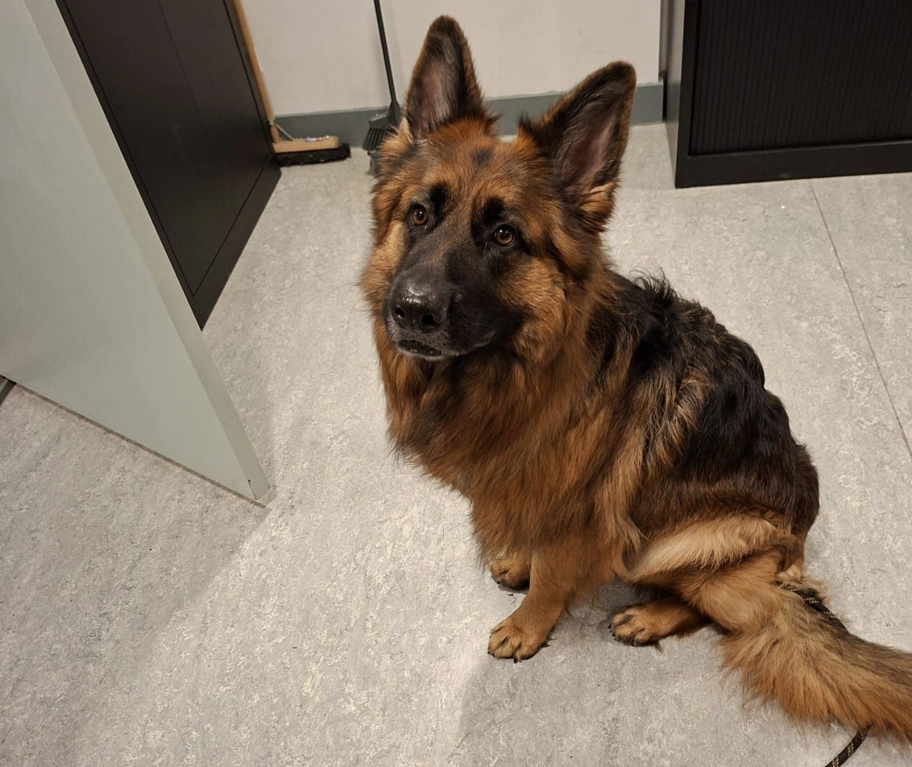 Herder gevonden, baasje gezocht