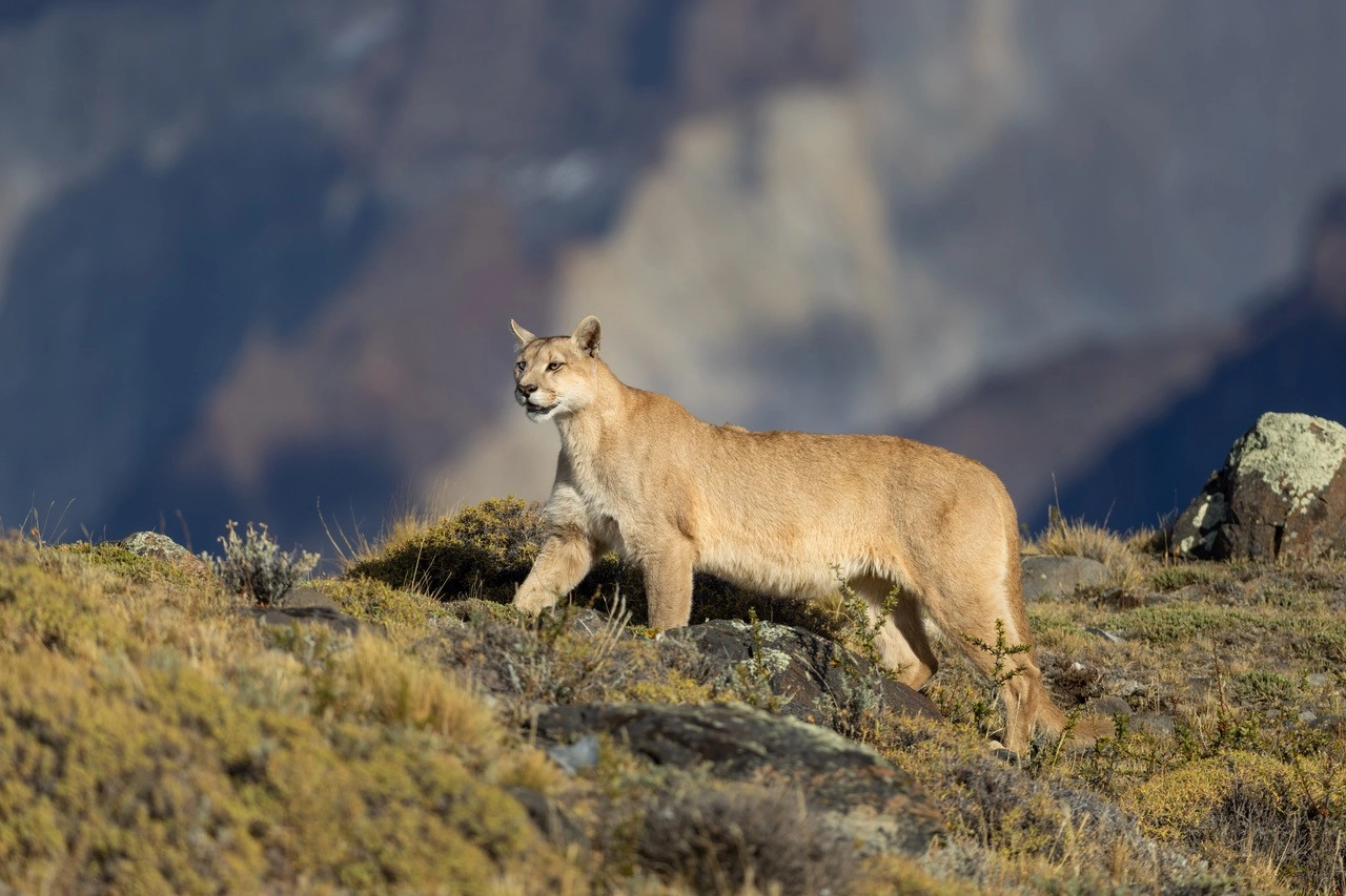Boeiende lezing natuur- en wildfotografie bij AFVV