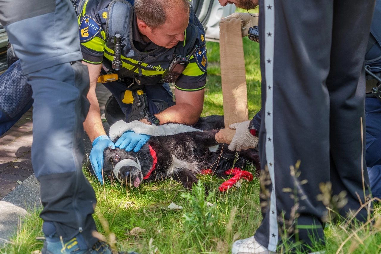 Hond aangereden in Vlaardingen, vlucht gewond snelweg op