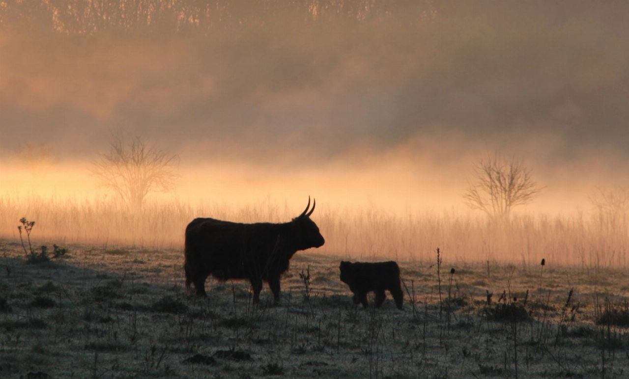 Avondwandelingen in de Broekpolder