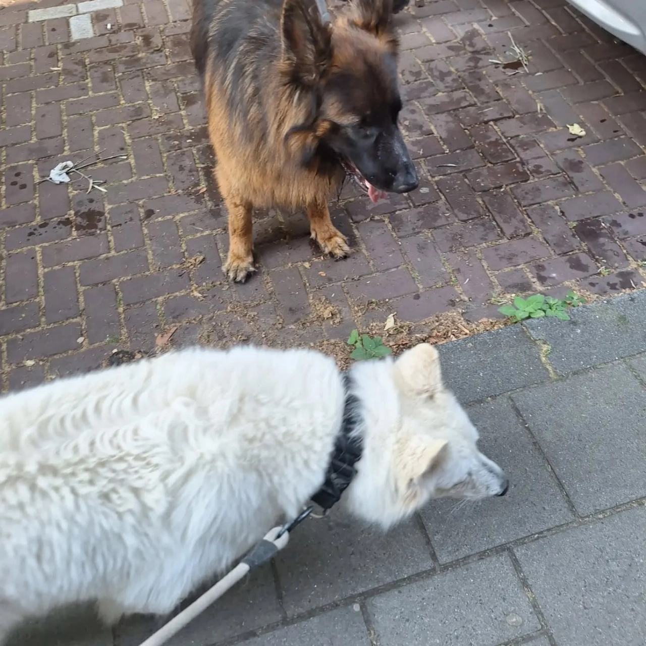 Handhaving Vlaardingen redt honden uit bloedhete auto