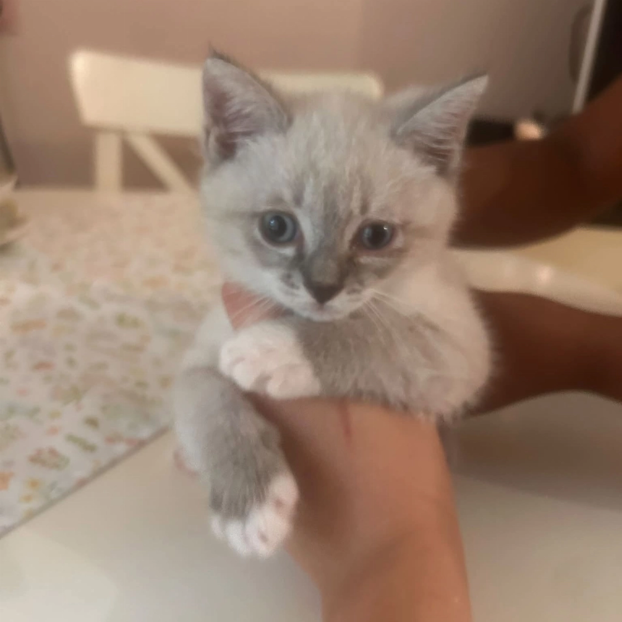 Kitten Luna vermist in Vlaardingen