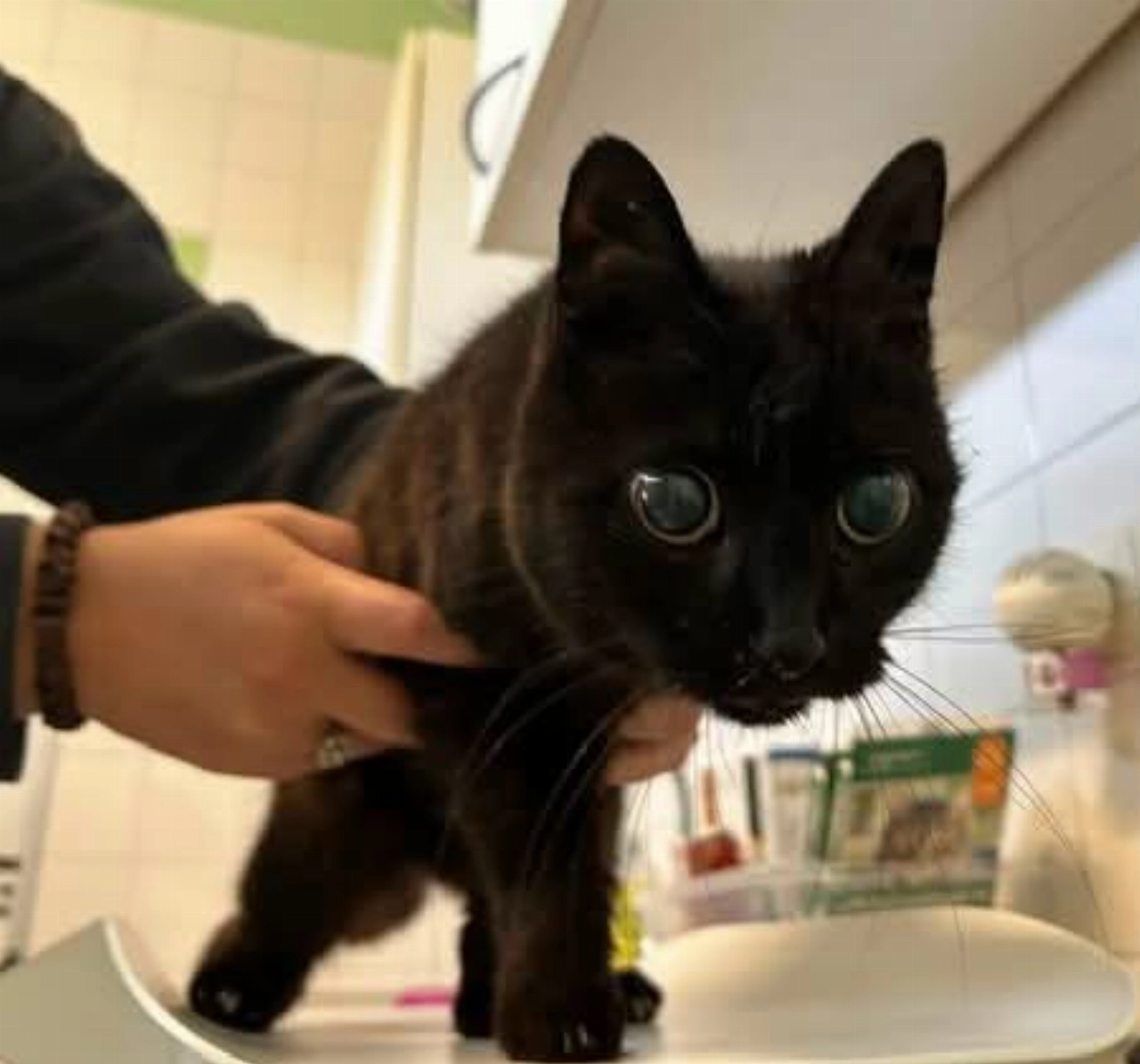 Blinde poes gevonden in Vlaardingen