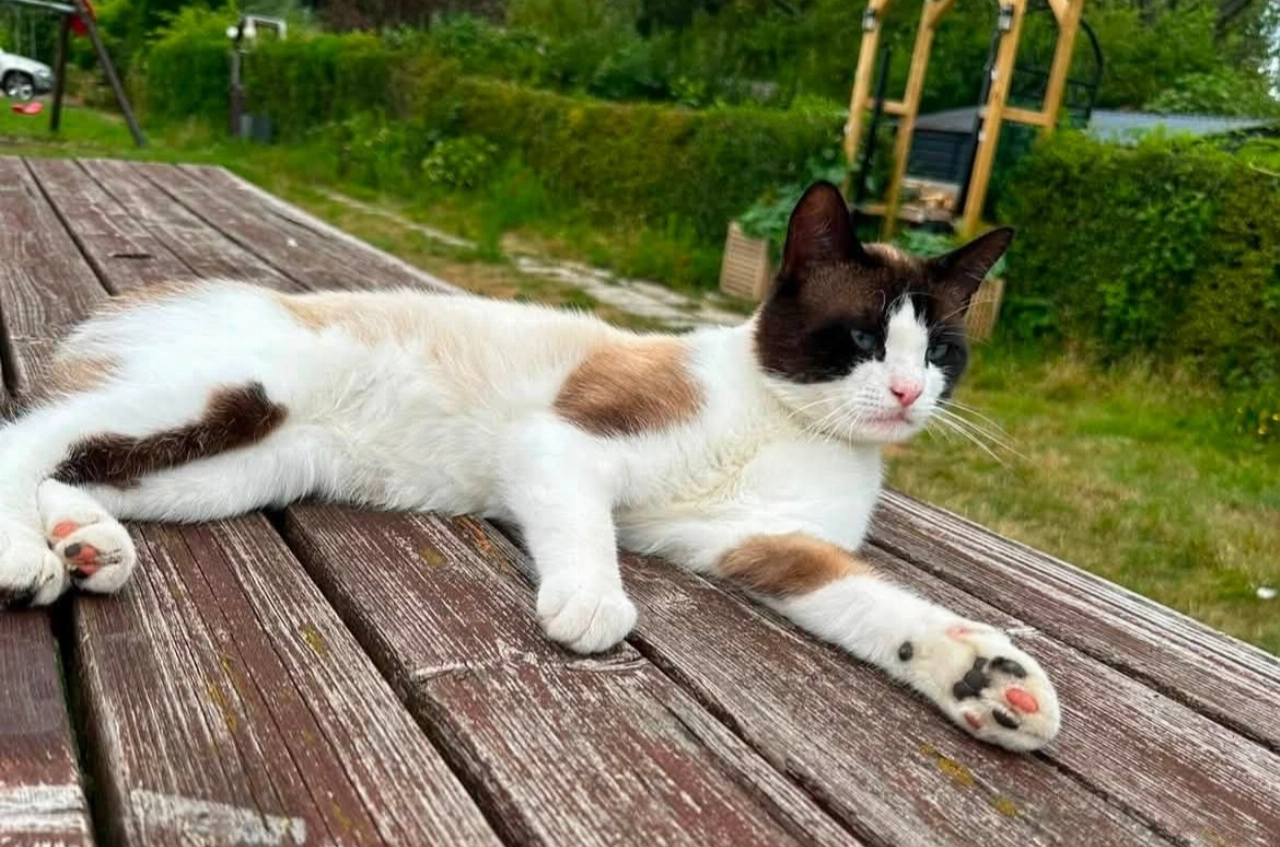 Baasje zoekt kat Boncuk die uit Broekpolder is verdwenen