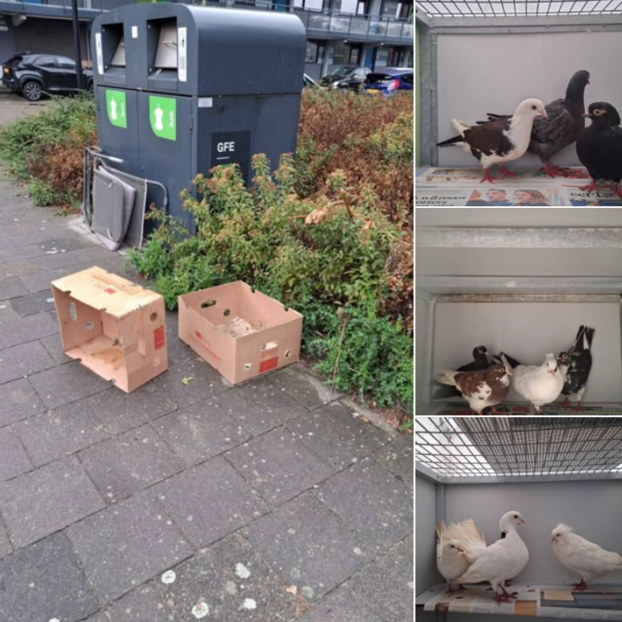 Tien duiven gedumpt bij vuilcontainers in Vlaardingen
