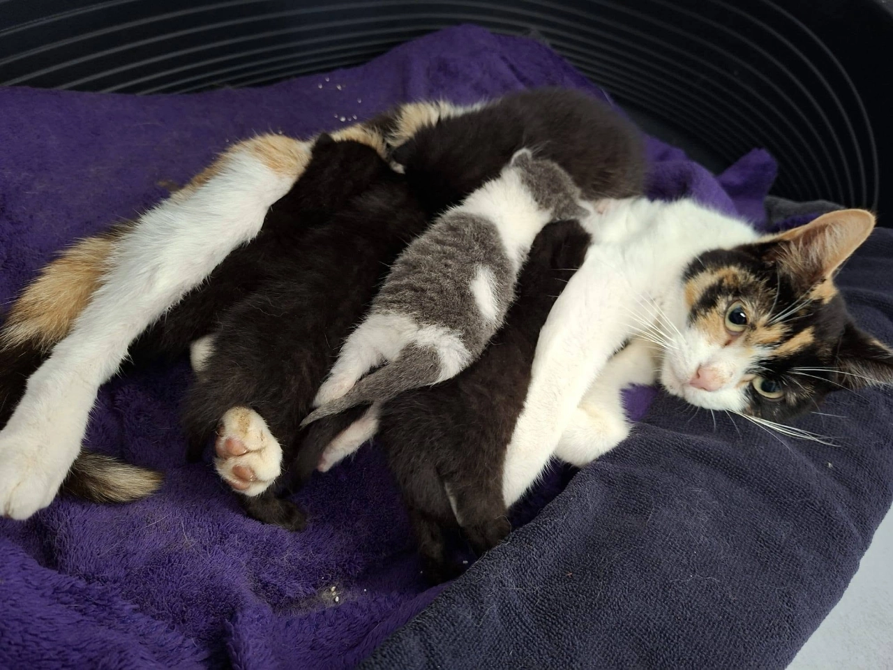 Moederpoes met zes kittens gedumpt in de Broekpolder