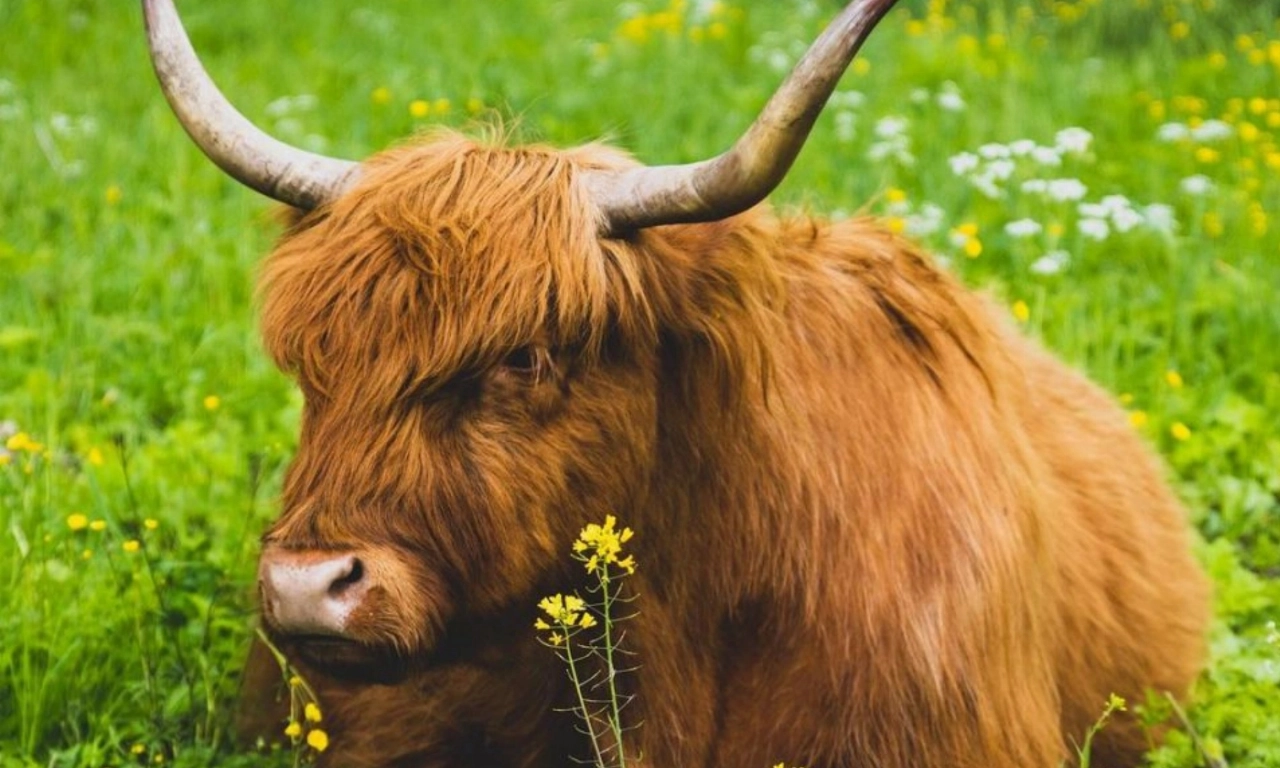 Op zoek naar Schotse hooglanders tijdens wandeling door Broekpolder