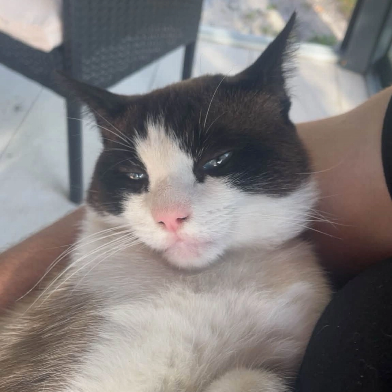 Vermiste kat Boncuk weer thuis: bang, mager en gewond maar hij komt er bovenop!