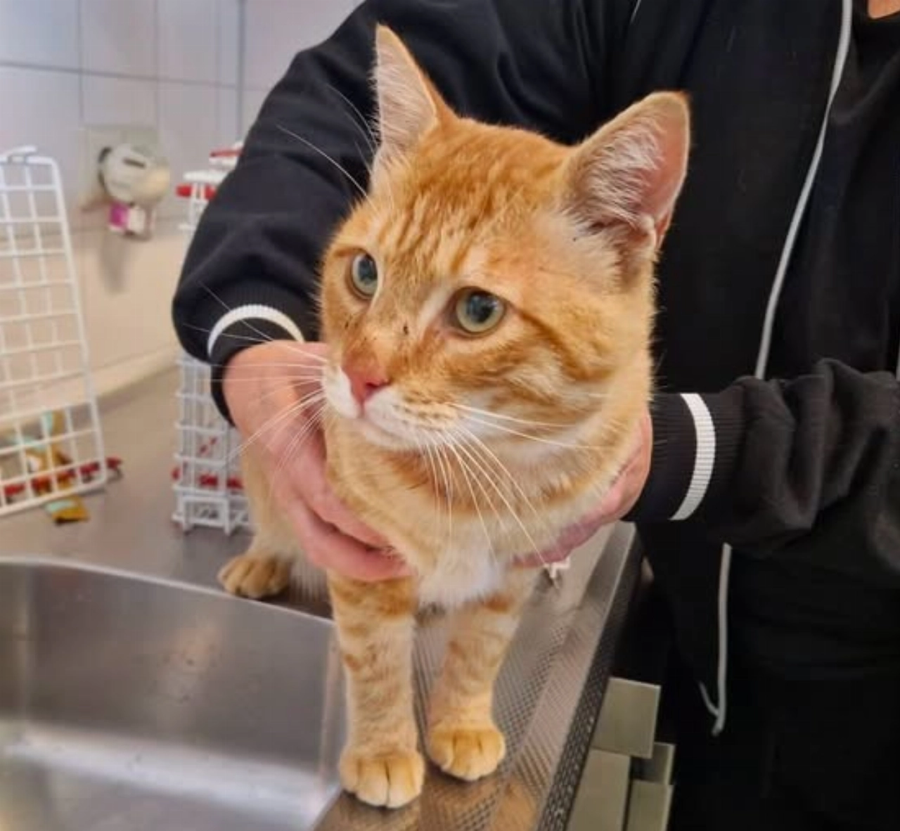 Gewonde kat gevonden in Vlaardingen