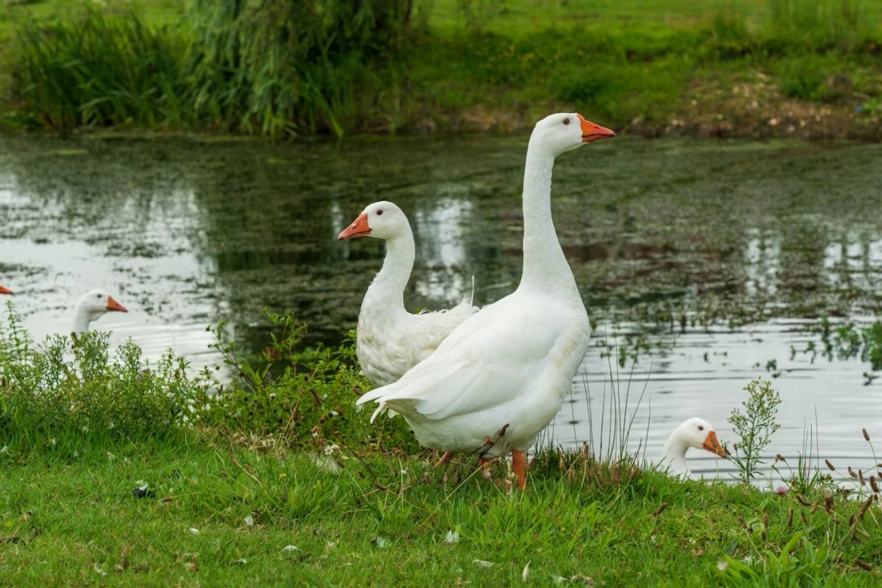 Overlastgevende ganzen verwijderd uit het Nieuwelantpark