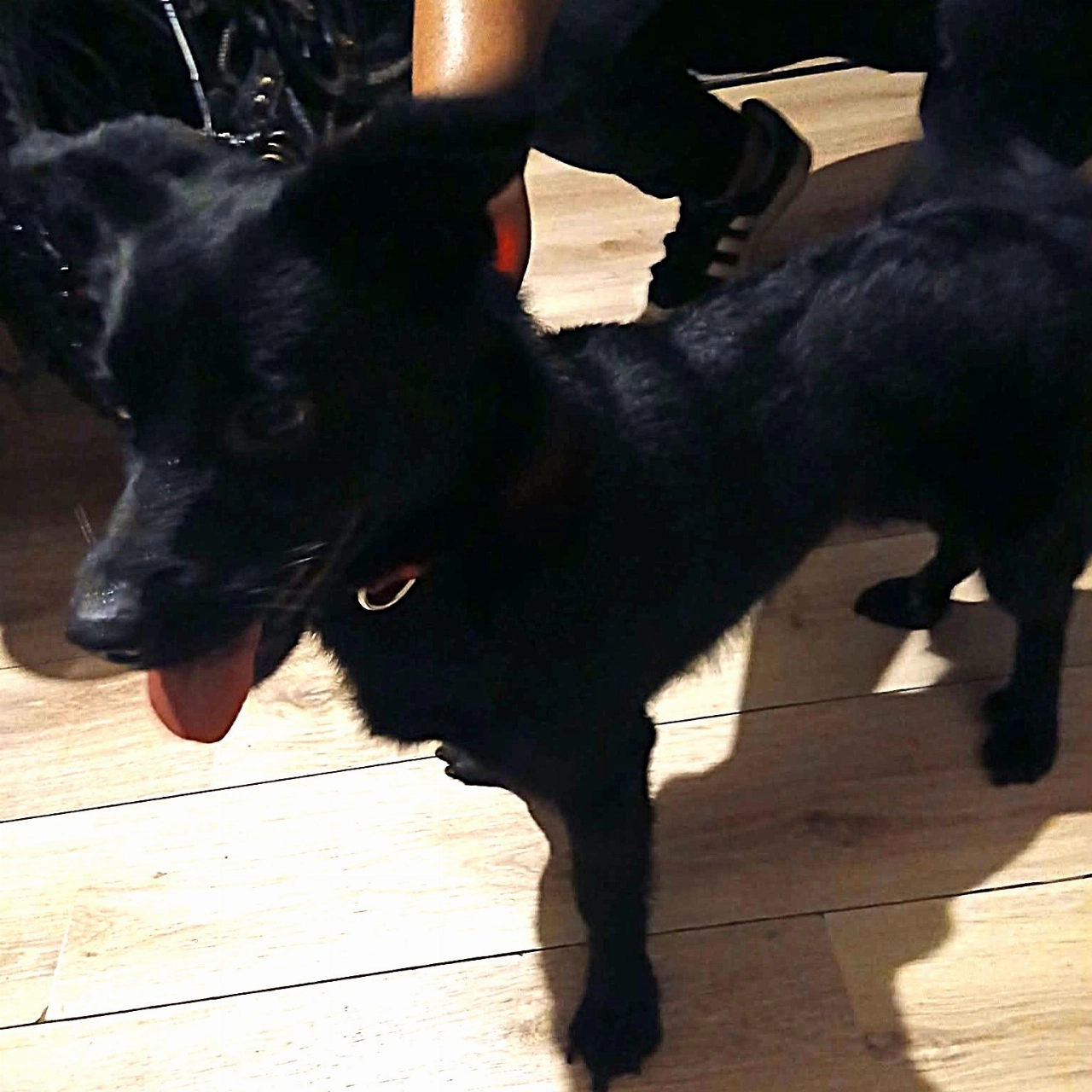 Zwart hondje gevonden op de Parallelweg