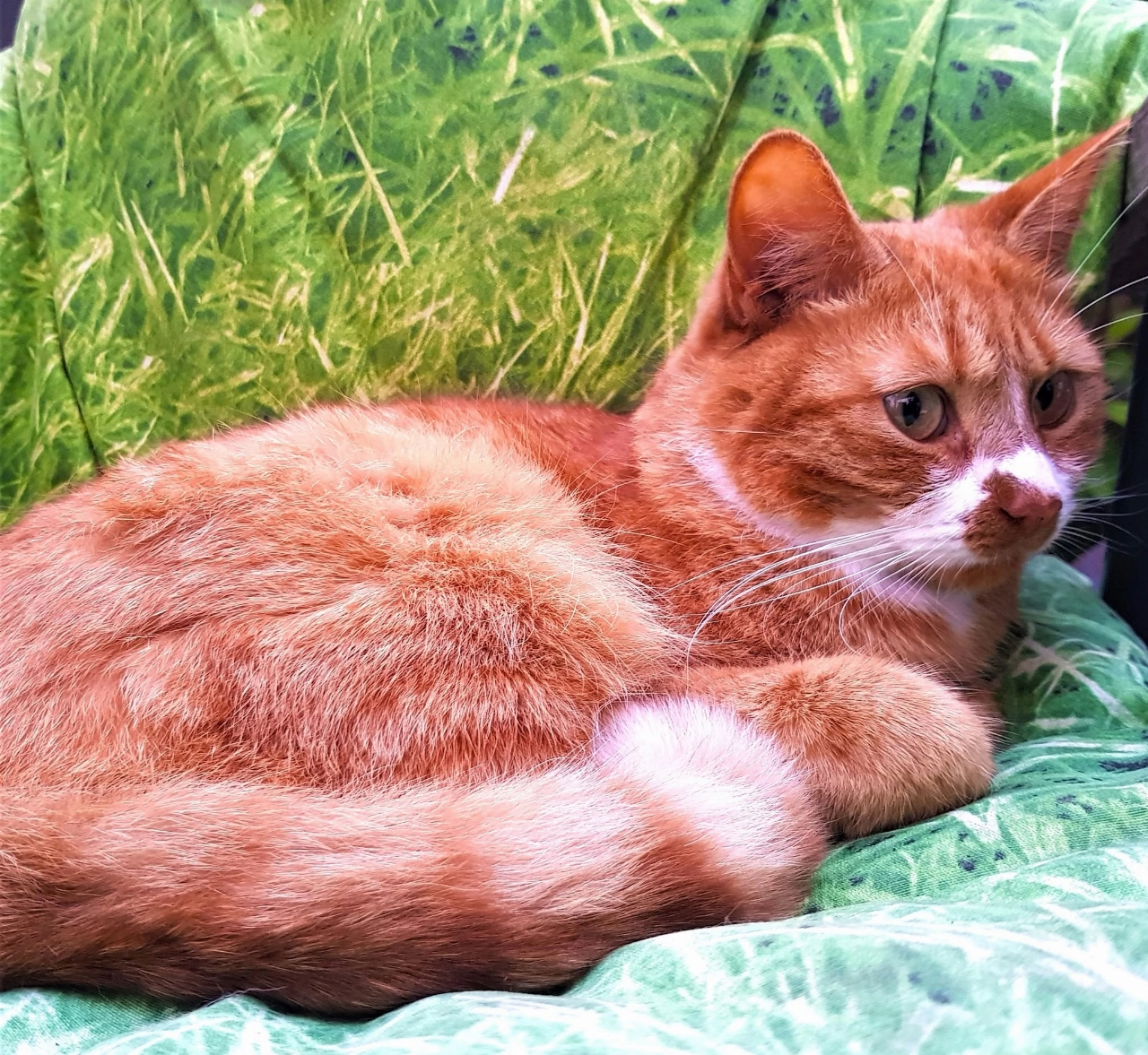 Vermist: Guus!