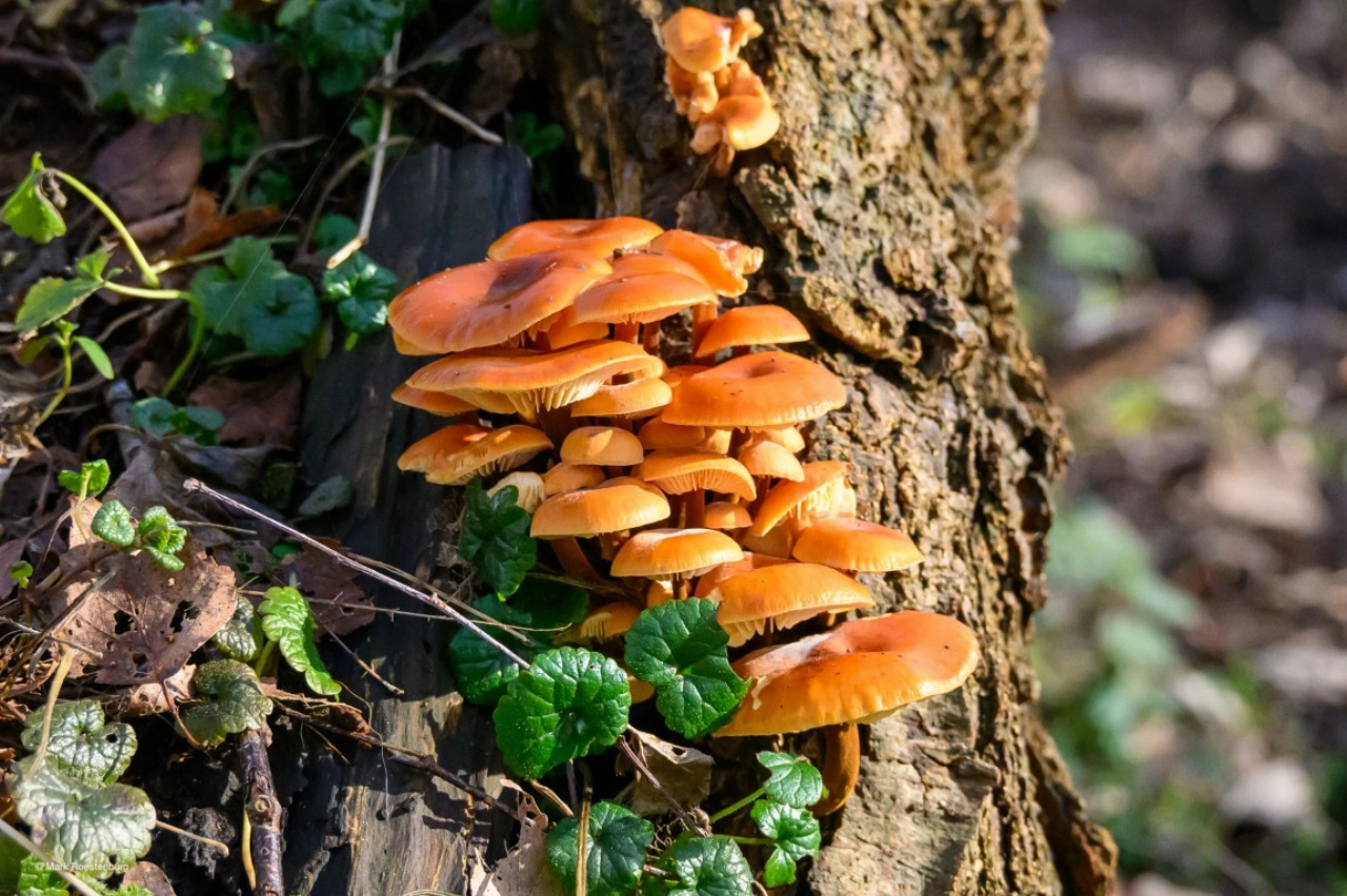 Broekpolder laat herfstkleuren zien tijdens de herfstwandeling
