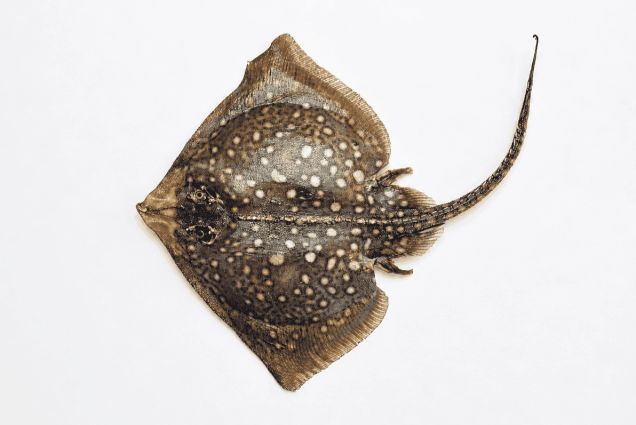 Museum zoekt herinneringen aan het aquarium van het Visserijmuseum