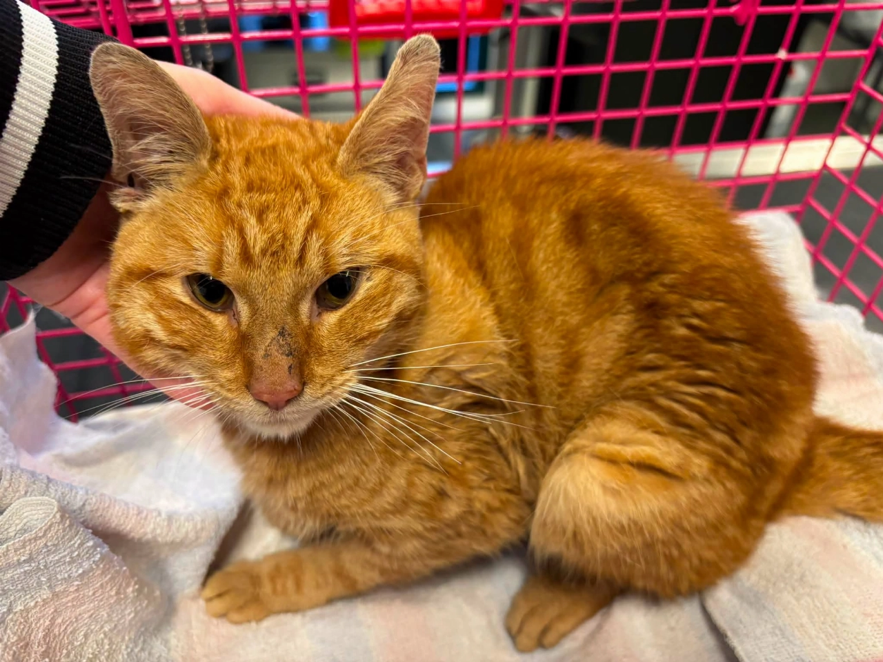Ernstig verzwakte jonge kat gevonden in Vlaardingen
