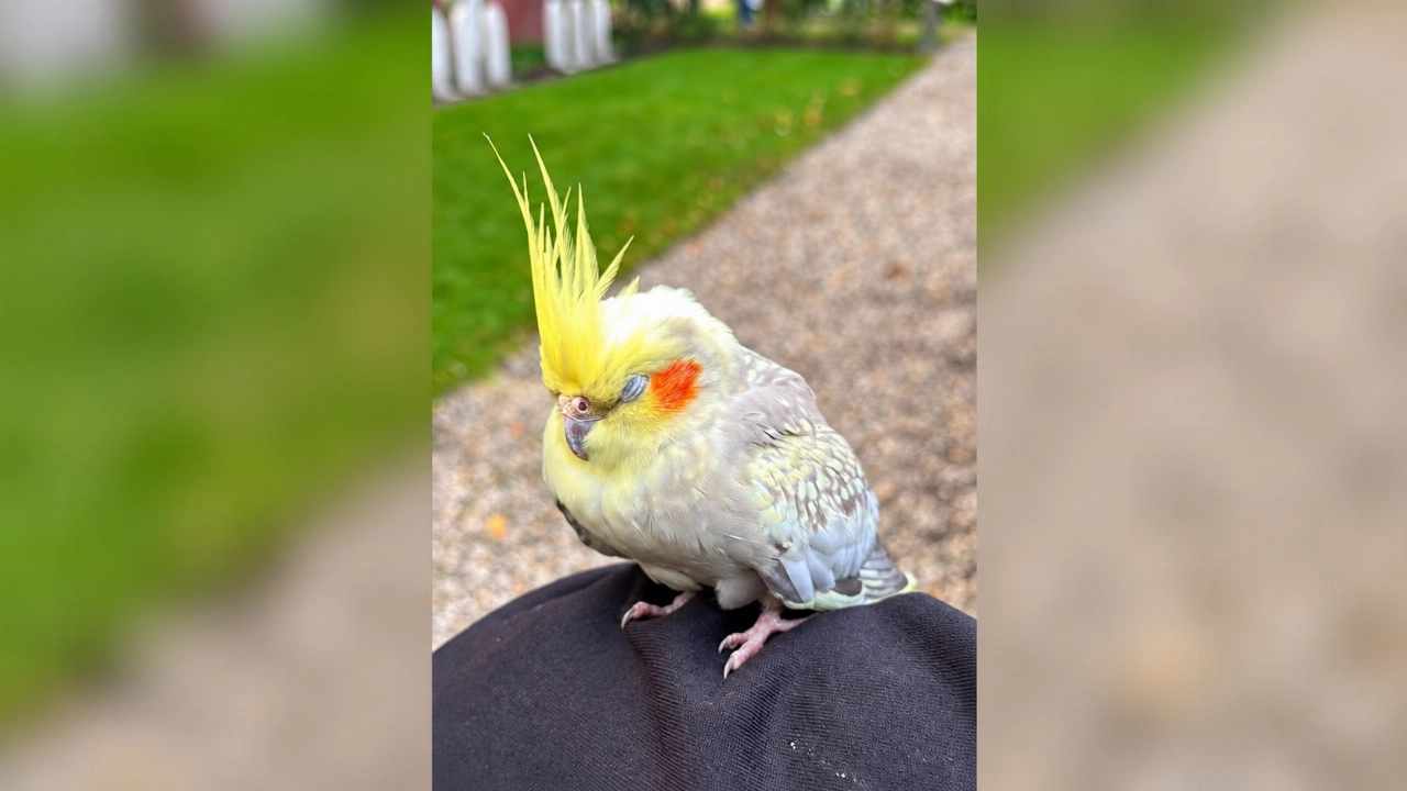 Valkparkiet gevonden bij het Emaus in Vlaardingen