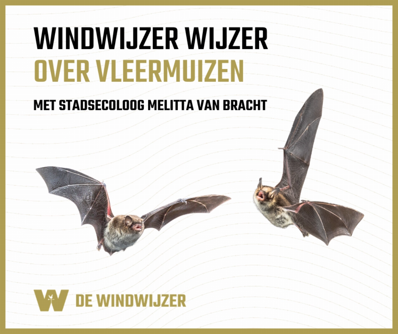 Stadsecoloog neemt bezoekers mee in de wereld van vleermuizen