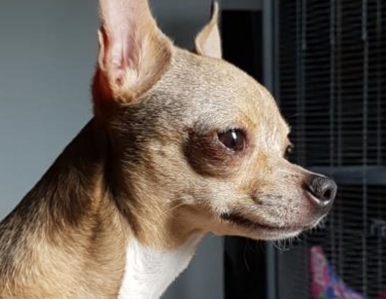 Chihuahua Djuna vermist