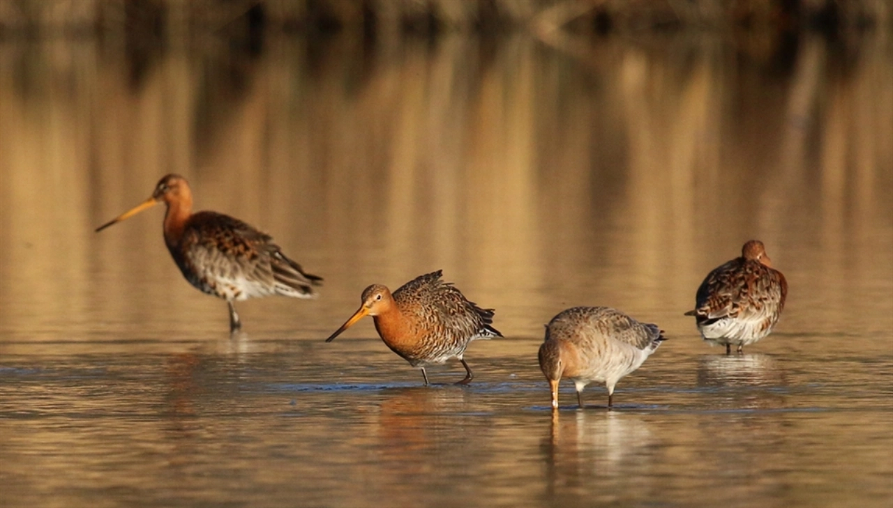 Provincie: geld om grasland aantrekkelijk te maken voor grutto, patrijs en kievit