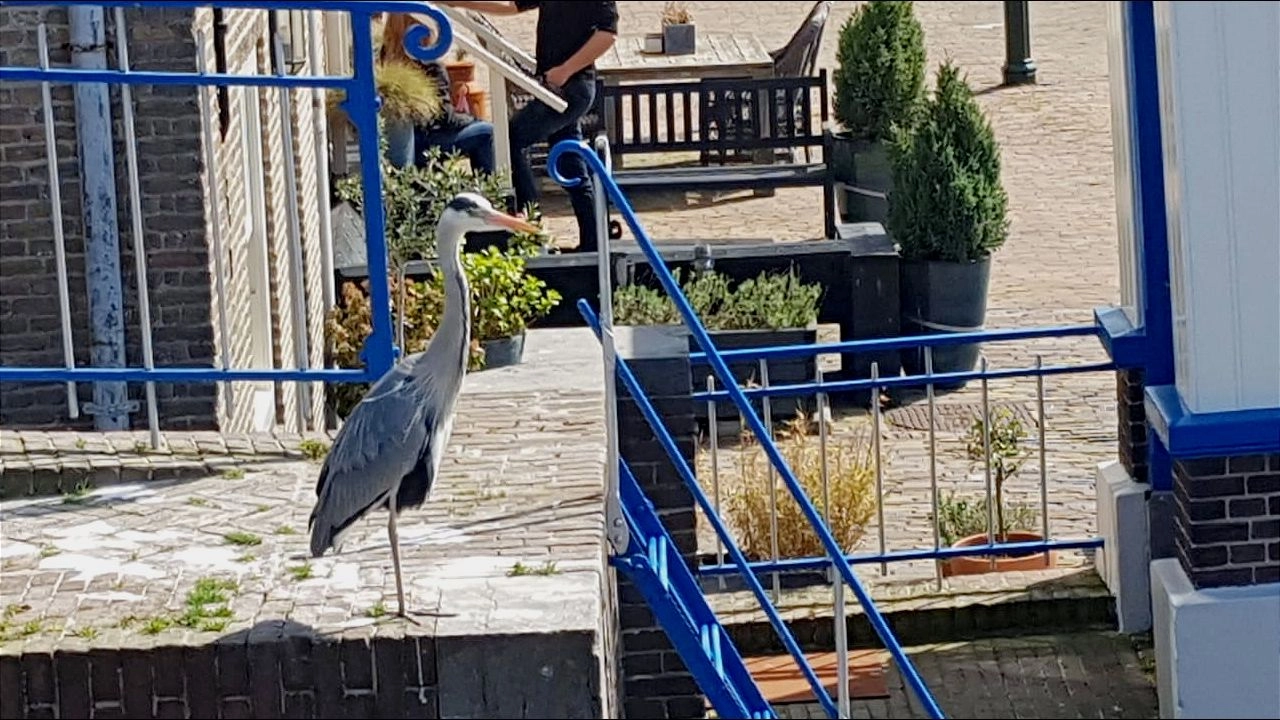 Feestmaal voor reigers bij Monstersche sluis