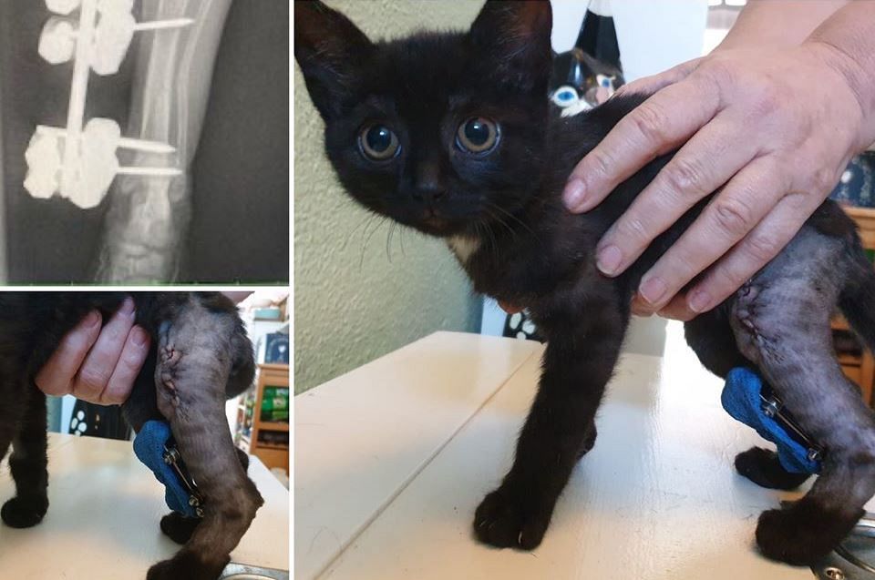 Gevonden kitten met gebroken pootje geopereerd