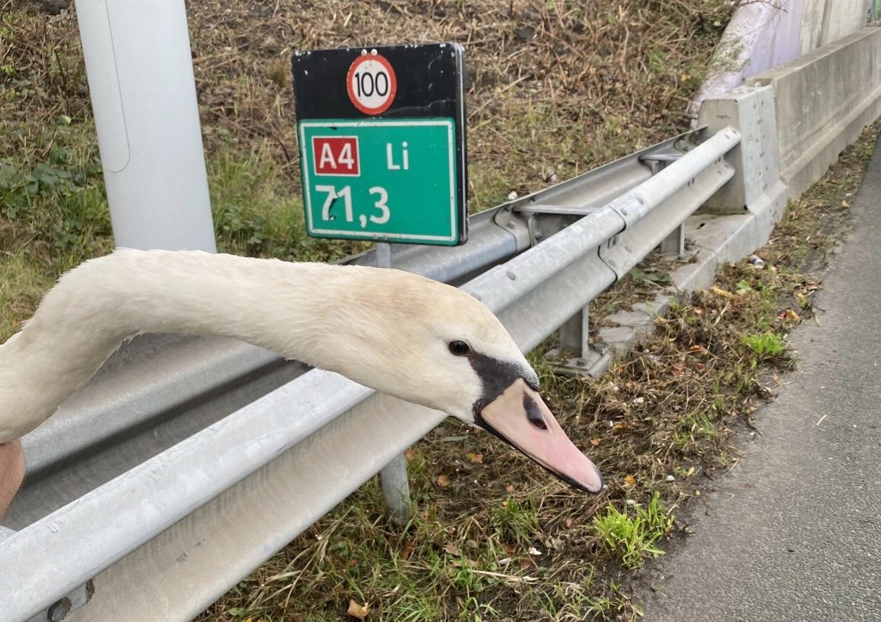 Zwaan van de A4 gered