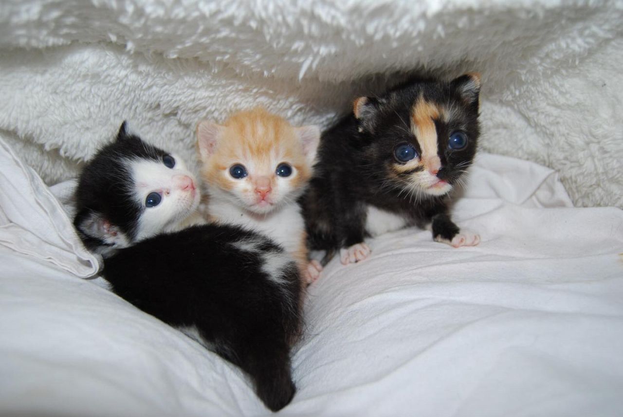 Drie kittens gevonden in een weiland in Maasland