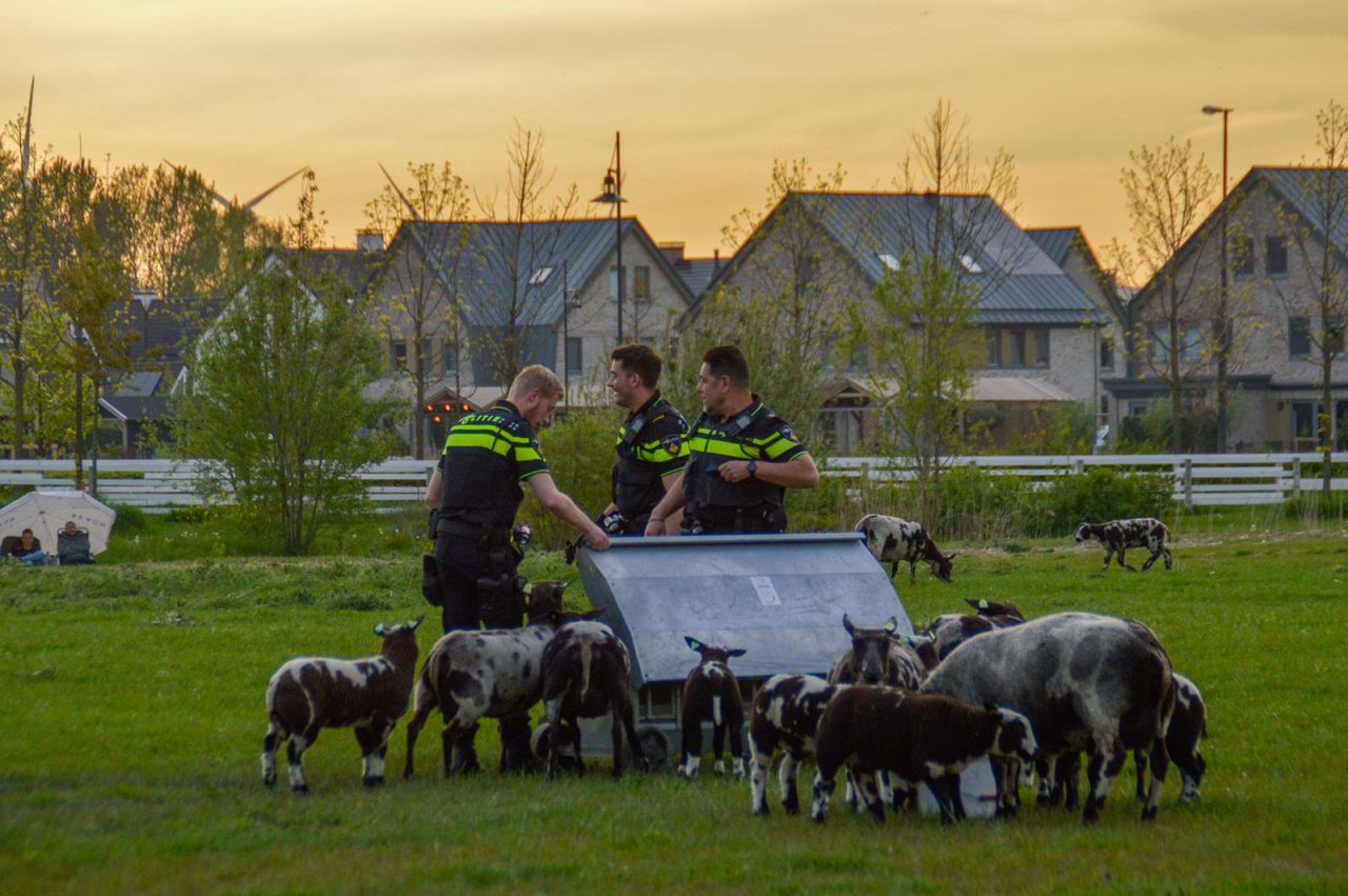 Politie redt schaap: dier zat met kop vast in voederbak