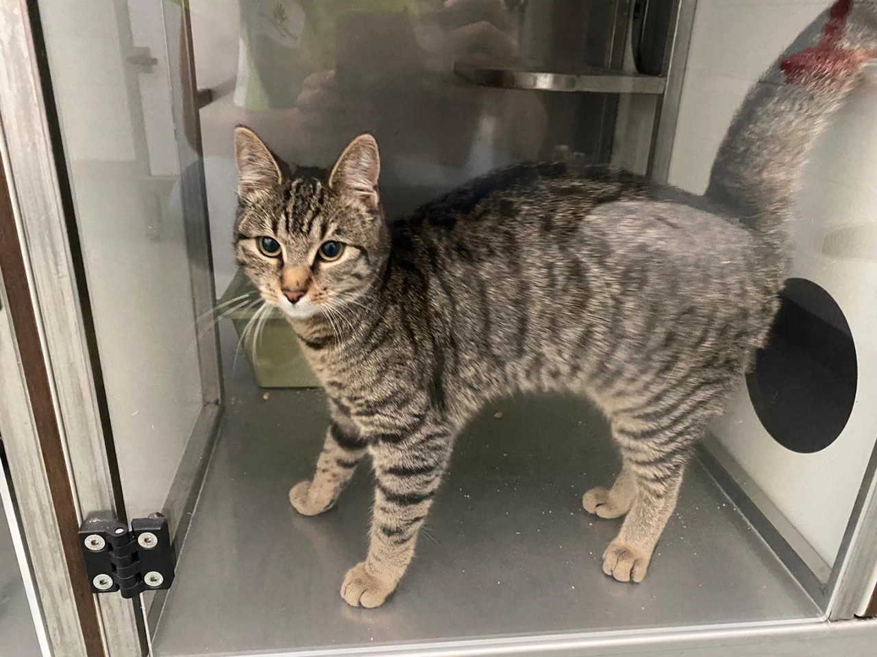 Poes gevonden aan de Mozartlaan in Maassluis