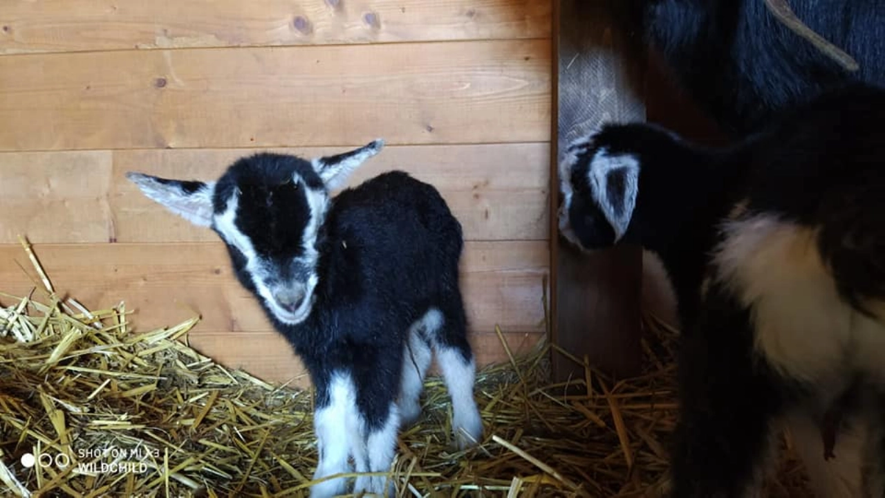 Dierenweide Sportlaan blijft bestaan