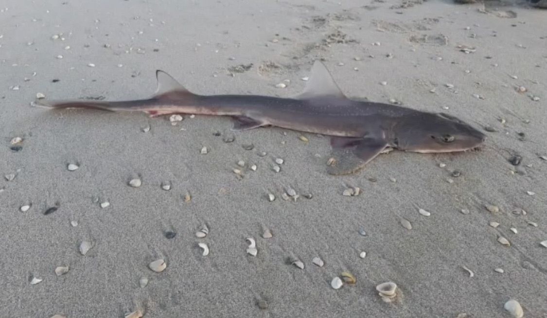 Dode haai aangespoeld op strand