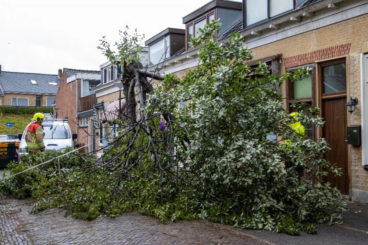Boom op Van Emdenstraat afgebroken door wind