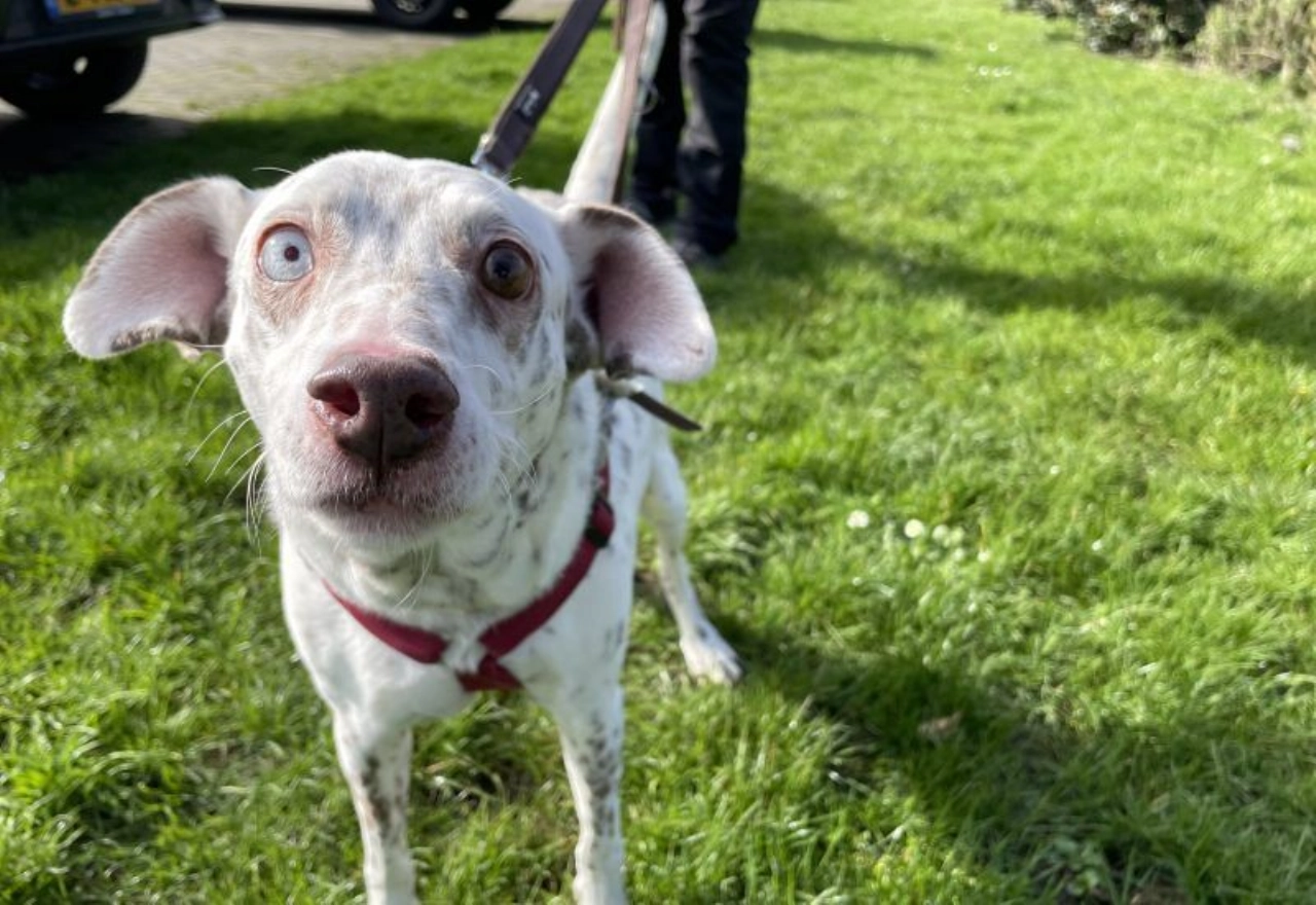 Pippa zoekt een warm en liefdevol thuis