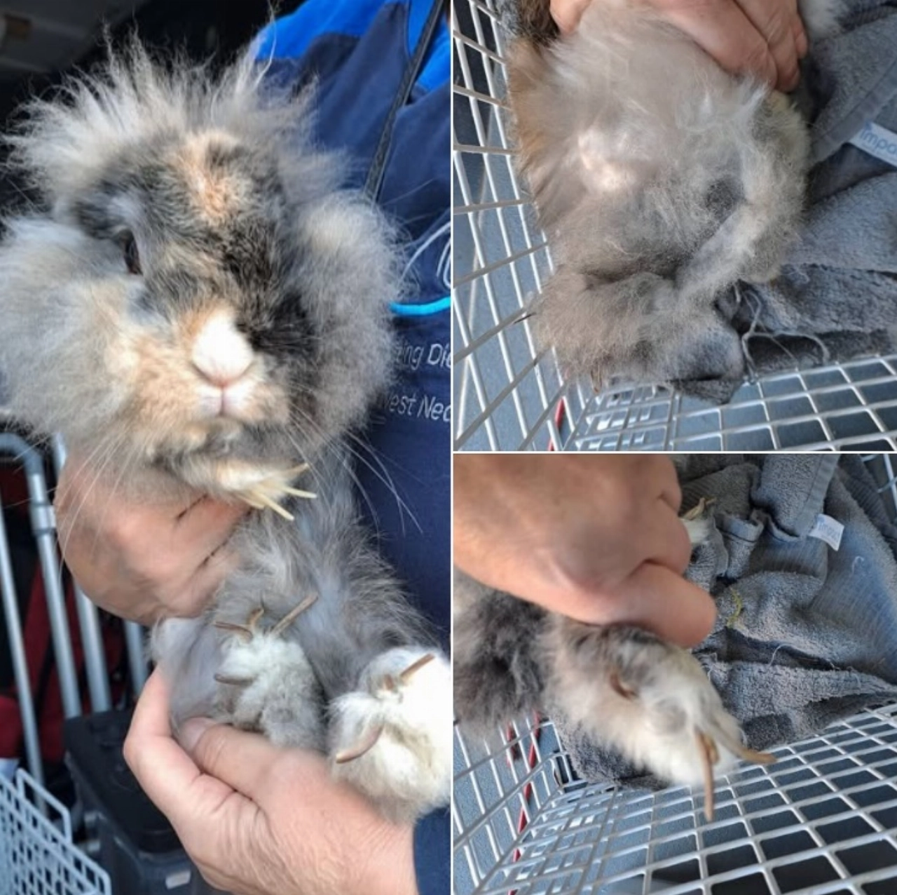 Konijn gevonden aan de President Steynstraat